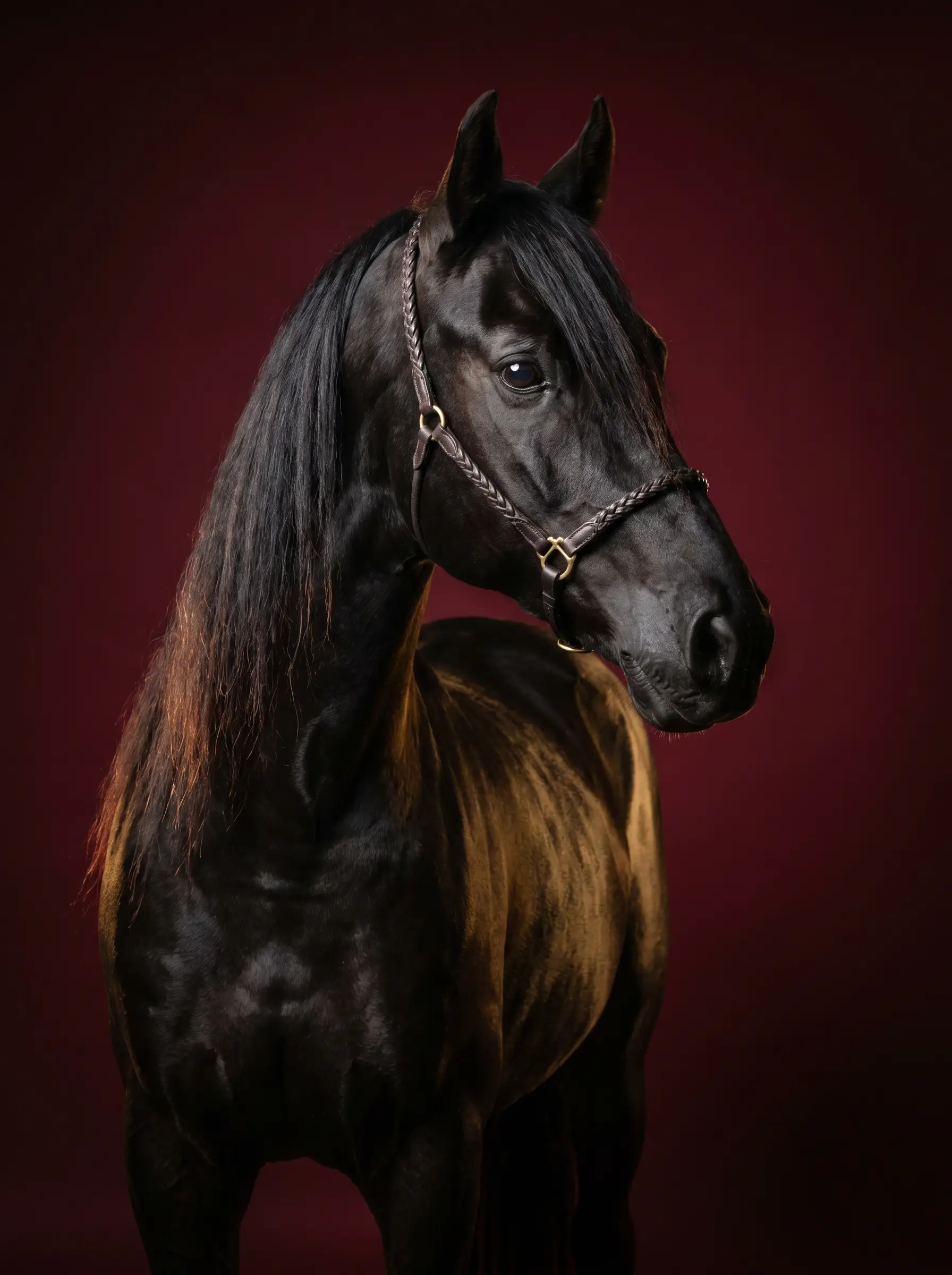 Arabo-Friezen