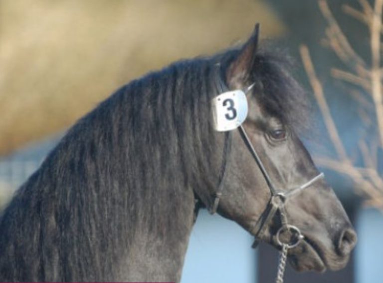 Odin 016