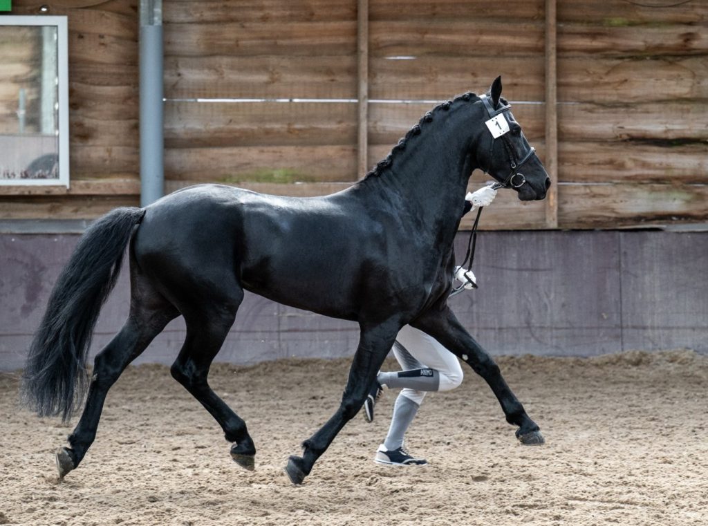 Royal Highness Oet Oale Klooster Veen